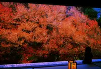 但馬安国寺の写真・動画_image_182147