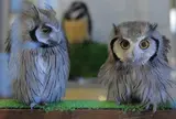 ふくろう茶房