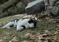 猫の細道の写真・動画_image_33388