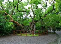 伊勢神宮外宮（豊受大神宮）の写真・動画_image_82477