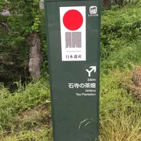 宇治茶の郷　和束の茶畑の写真・動画_image_76519