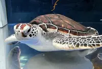 いおワールド かごしま水族館の写真・動画_image_18552