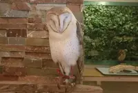 フクロウカフェ LUCKYOWLの写真・動画_image_74728