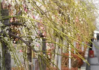 安八百梅園の写真・動画_image_22722