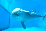 宮島水族館 みやじマリン