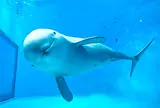 宮島水族館 みやじマリン