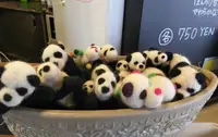 MIX PANDA COFFEE（ミックスパンダコーヒー ）の写真・動画_image_200398