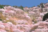 吉野山の桜　奈良