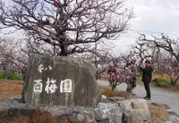 安八百梅園の写真・動画_image_22230