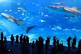 沖縄美ら海水族館