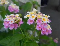房前公園の写真・動画_image_296906