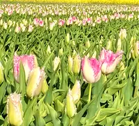 あさひ舟川「春の四重奏」の写真・動画_image_425954