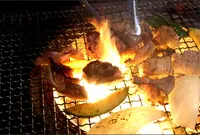 こぶしの木の写真・動画_image_804793