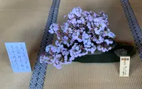 仁和寺の写真・動画_image_419118