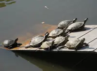 善光寺大勧進の写真・動画_image_33437