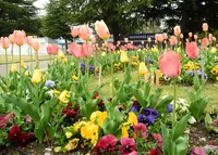 いつも花が咲いているの写真・動画_image_32663