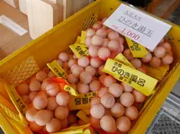 赤沢自然休養林の写真・動画_image_41220