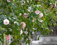 墨俣桜まつりの写真・動画_image_27059