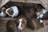 動物公園