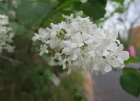 いつも花が咲いているの写真・動画_image_189106