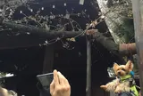東京も開花！標本木はこちらです
