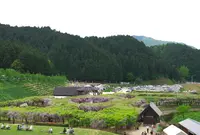 白井大町藤公園の写真・動画_image_30047