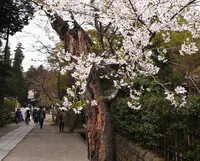 円覚寺の写真・動画_image_37504