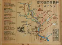 赤沢自然休養林の写真・動画_image_41225