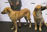 チヌーク【アメリカ】