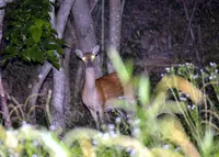 上野原市の写真・動画_image_54195