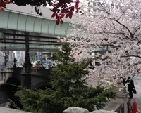 日本橋交番の写真・動画_image_68336