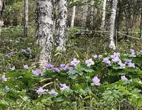 野反湖の写真・動画_image_283977