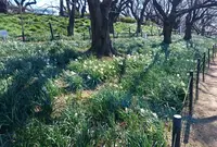 権現堂公園の写真・動画_image_289607