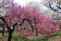 府中市郷土の森博物館の蝋梅の写真・動画_image_290872