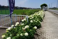 玉敷公園の写真・動画_image_309910