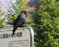 鶴舞公園の写真・動画_image_32652