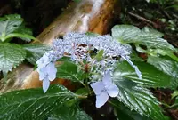 鱒返しの滝の写真・動画_image_34174