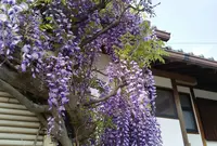 遍照寺の写真・動画_image_77385