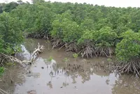 石長田海岸　マングローブの写真・動画_image_123971
