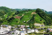 和束町役場の写真・動画_image_175683