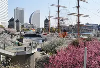 日本丸前の桜の写真・動画_image_542994