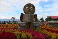 四季彩の丘の写真・動画_image_630777