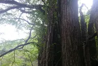 糸井の大カツラの写真・動画_image_32955