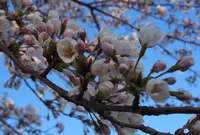 上堰潟公園の写真・動画_image_42733
