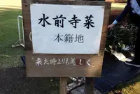 水前寺成趣園の写真・動画_image_54553