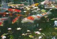 新善光寺の写真・動画_image_60373