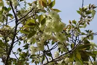 菊池公園の写真・動画_image_71800