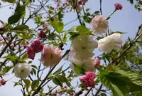 菊池公園の写真・動画_image_71802