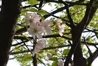 菊池公園の写真・動画_image_71803