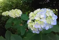 梅宮大社の写真・動画_image_79097
